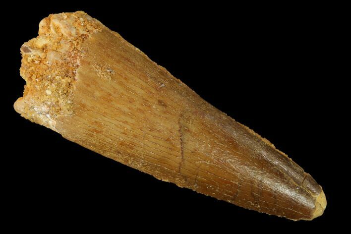 Spinosaurus Tooth - Real Dinosaur Tooth #153933